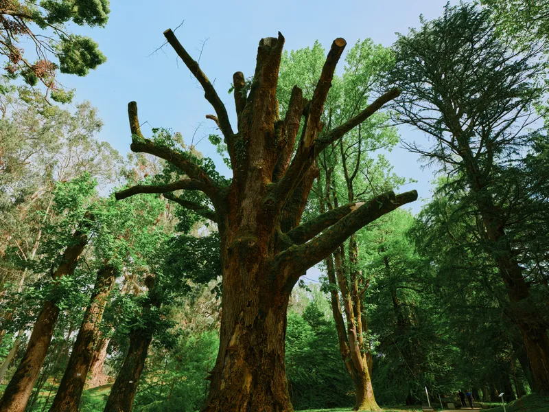 Tree moss forest trunk branches nature green woodland scene with ancient mossy bark and canopy, sunlight filtering through leaves in a serene outdoor landscape of old towering trees.