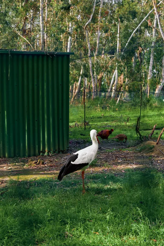 Stork bird near green shed with chickens on grass at small farm, standing on one leg by trees and fence in a nature scene of rural wildlife and countryside life.