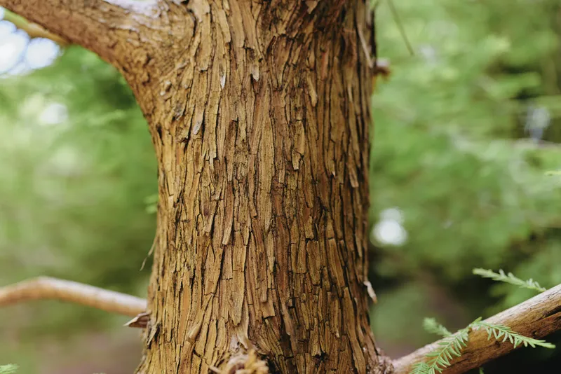 Tree bark trunk texture closeup in forest nature shows brown wood grain and peeling rough surface, detailed macro view of tree bark for background, botany study and natural environment.