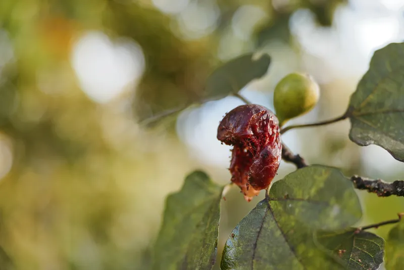 Oak gall on leaf closeup macro with sticky red sap and tiny insect feeding, detailed nature photography showing textured plant growth, morning dew and soft forest blur background.