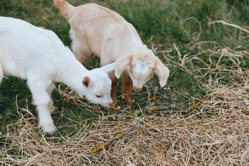 Two young goats explore a straw covered field, noses near the ground. A candid lifestyle moment in rural farming, showcasing curiosity, playfulness, and the simple bond between animals.