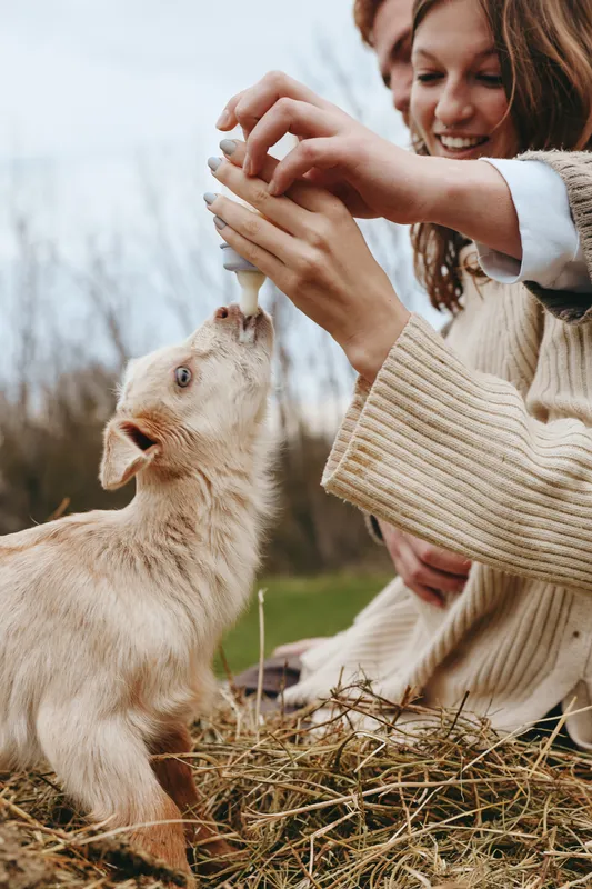 Cheerful family outdoors feeding a curious goat kid, warm sunlight, rustic straw, gentle interaction, natural colors, candid moment of bonding