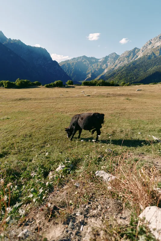 Goat grazing in a sunlit meadow with rugged mountains and a wide valley background, livestock grazing on alpine pasture, peaceful countryside scene and natural landscape.