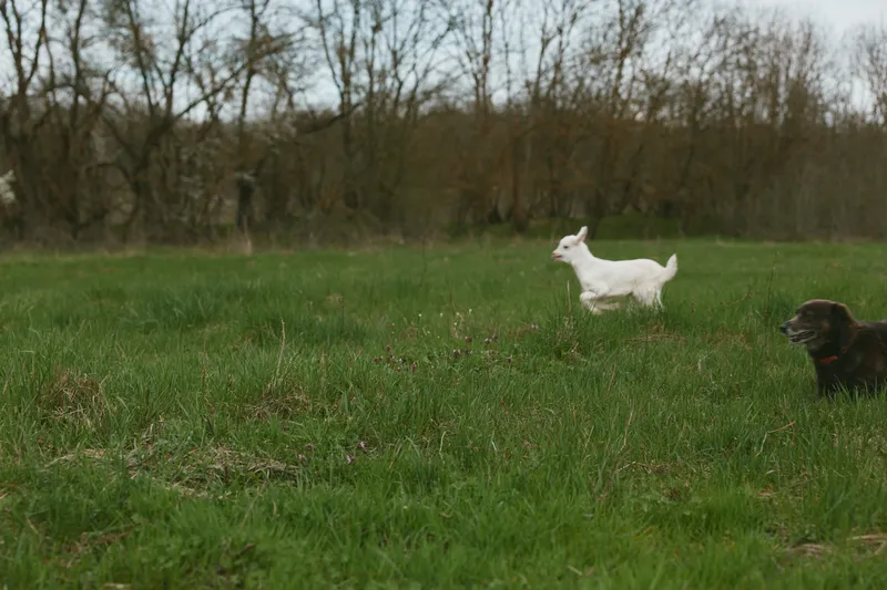 A white goat kid runs across a green field while a dark dog follows in a rural outdoor scene, capturing a playful, heartwarming moment of farm life and companionship.
