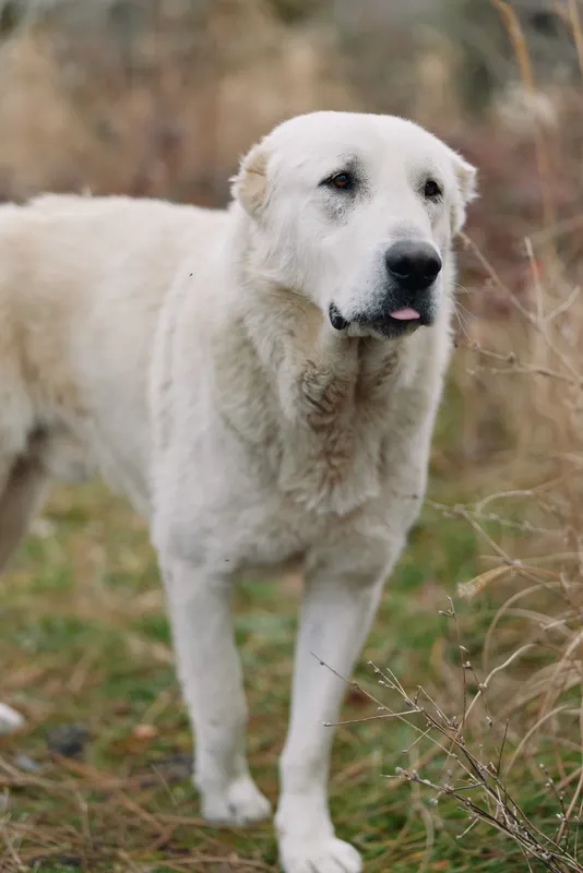 Dog, white canine in an outdoor field with tall grass, calm friendly animal portrait under natural sunlight in a meadow and rural landscape.