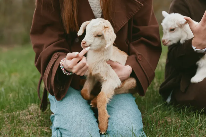 Two young women gently hold and interact with baby goats outdoors in a grassy field, enjoying a peaceful and tender moment with the animals in casual clothing.