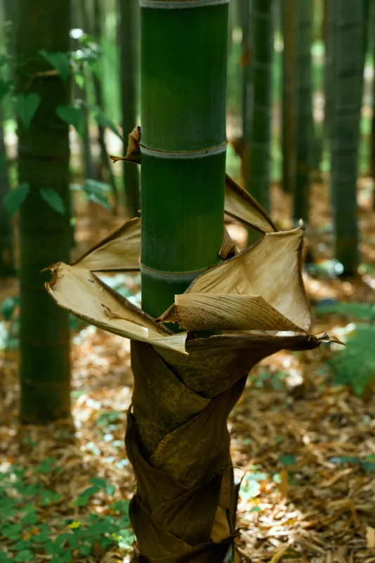 Bamboo shoot trunk in a forest with peeling sheath and stalk details, grove of green culms and textured bark on ground, closeup nature scene showing vertical growth.