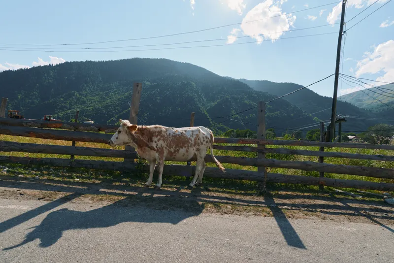 A calm horse stands beside a wooden fence along a sunny road in a rural landscape. The distant mountains under a bright sky create a peaceful, pastoral scene.