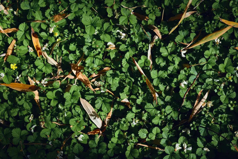 Groundcover clover leaves and flowers foliage glow in sunlight, green carpet with white blooms, fallen brown leaves and textured plant pattern on forest floor, closeup nature detail