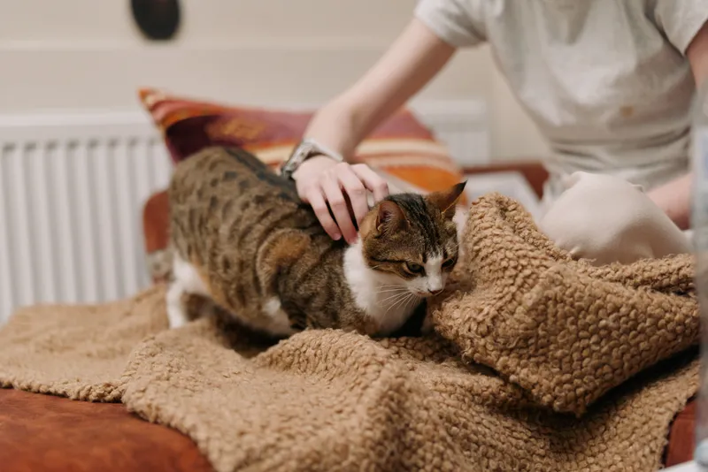 Woman lifestyle, gentle petting tabby cat on beige blanket, cozy indoor home living room, soft natural light, calm mood, close portrait moment, relaxed hands