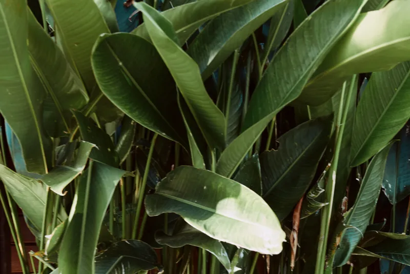 Close-up of large green tropical leaves with natural light highlighting their texture and veins. Concept of nature, freshness, and botanical environment in outdoor setting.