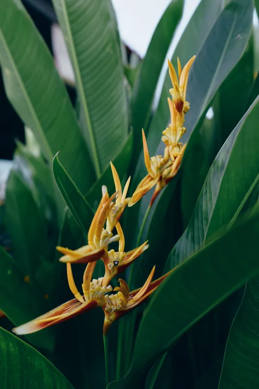 Tropical plant leaves with yellow flowers in closeup, lush greenery and sunlight create a vibrant natural scene, emphasizing texture and botanical detail