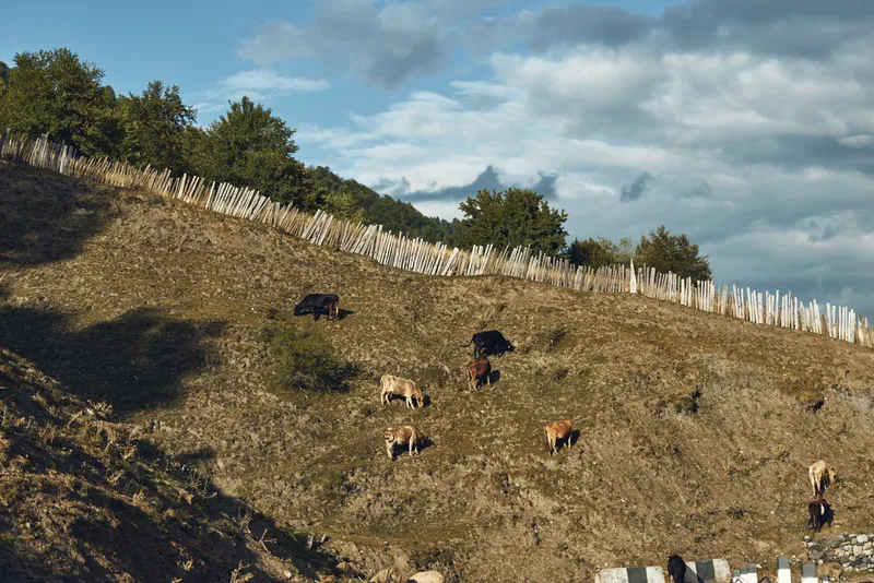 cows hillside grazing fence pasture landscape, rural farm scene with grazing cattle on sunlit slope, wooden fence line and trees, authenticity inclusivity