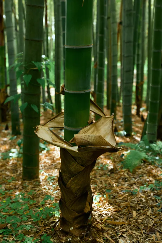 Bamboo shoot and stalk rising among green bamboo grove in a shaded forest, leaves and sheath visible on the forest floor, nature scene with vertical stems, texture and dappled sunlight.