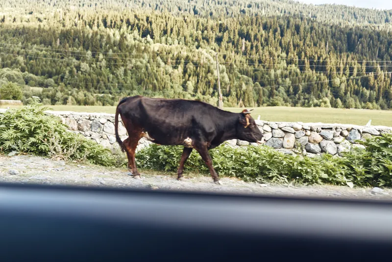Cow walking along a roadside pasture in a rural landscape, calm mood, stone wall and green hills in the background, daytime outdoor scene.