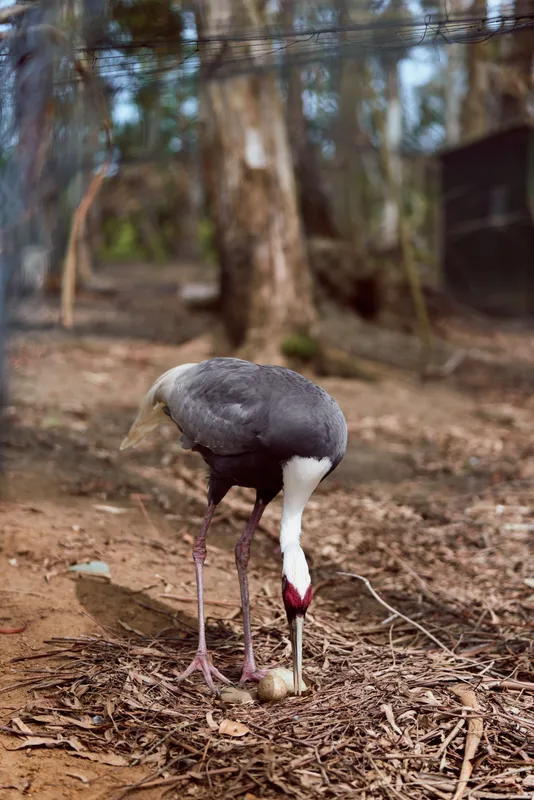 Bird crane pecking at an egg on forest ground, close-up of beak and long legs among dry leaves, wildlife nature scene showing nesting behavior and habitat.