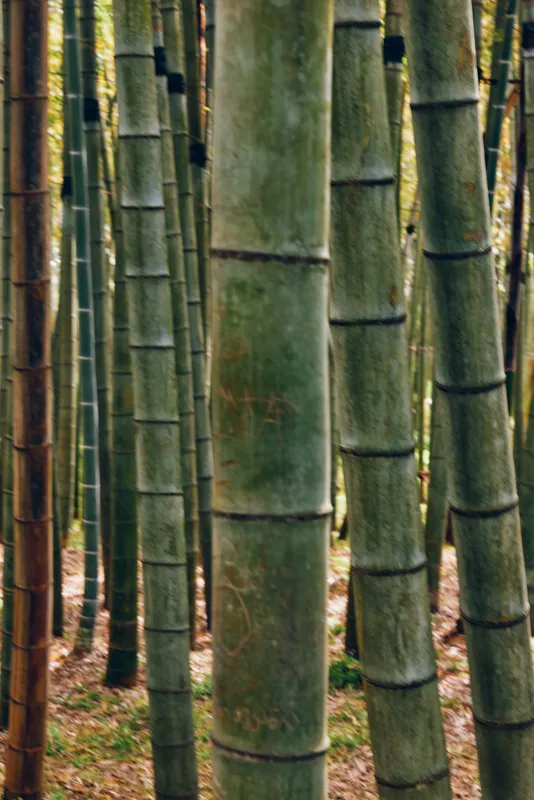 bamboo forest trunks stalks grove green closeup of vertical bamboo trunks in a dense natural grove with textured bark and filtered sunlight creating a serene woodland scene