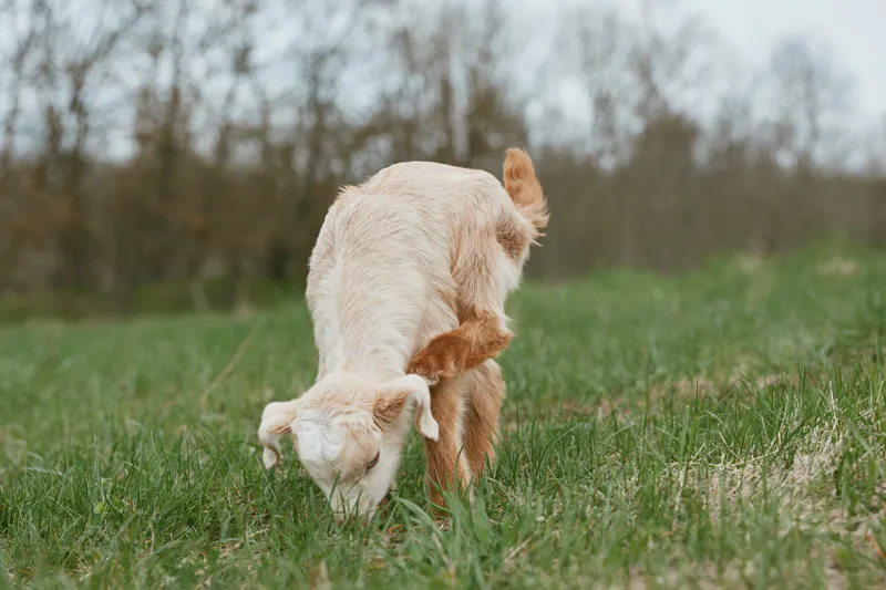 Goat grazing in a field under daylight, an outdoors lifestyle scene with a calm animal on a green meadow, nature surrounding pasture and open countryside