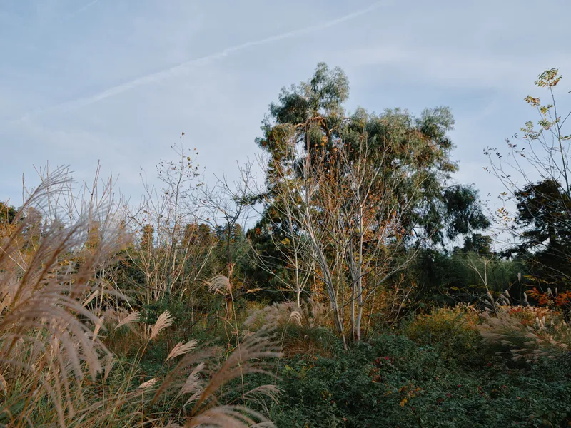 Nature scene with tall trees, grasses and shrubs under a clear sky, creating a calm, peaceful landscape rich in natural textures and soft sunlight