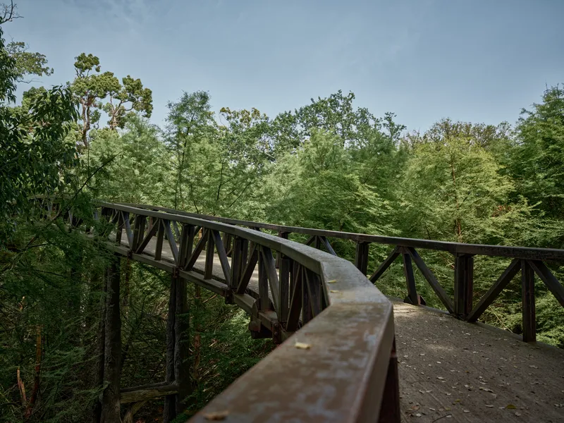Bridge walkway in forest with wooden railing and elevated path through dense trees, nature scene of a curved footbridge covered in moss and dappled sunlight under green canopy.