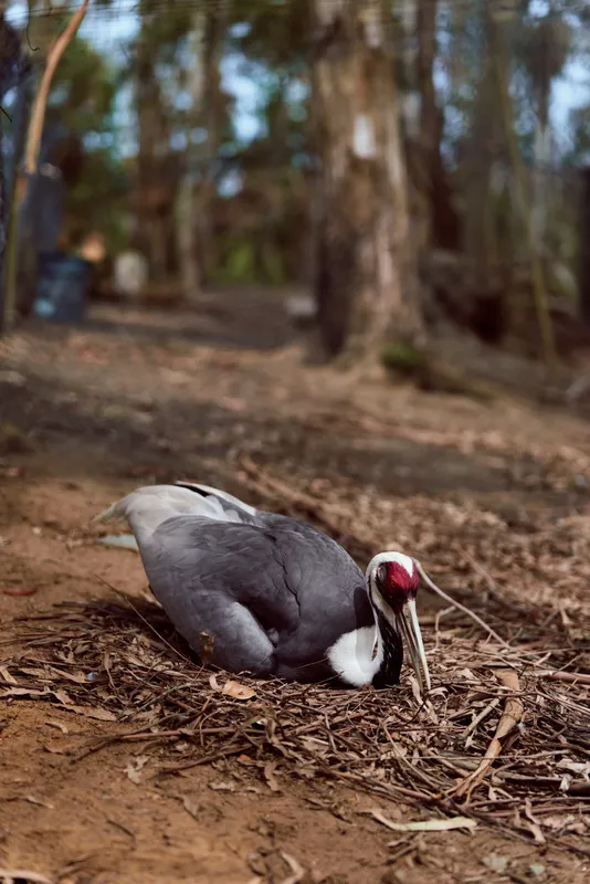 Duck bird nest in forest on ground, sitting quietly among leaves and twigs. Wildlife nature scene with detailed feathers, red facial caruncle and nesting behavior in woodland.