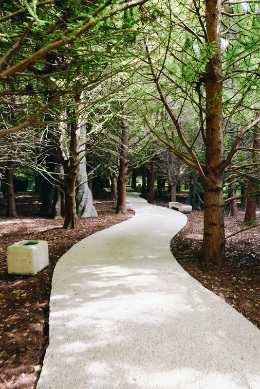 Path through forest with tall trees and shaded walkway in a quiet park, benches along the route for rest, peaceful nature scene ideal for walking, relaxation and escape.