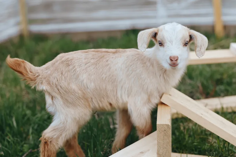 Goat, kid, animal, outdoors, pasture, fence, sunlight, rural, young, curious in a sunlit outdoors pasture setting, exploring a wooden fence, calm grass under hooves, rustic rural vibe, gentle breeze,