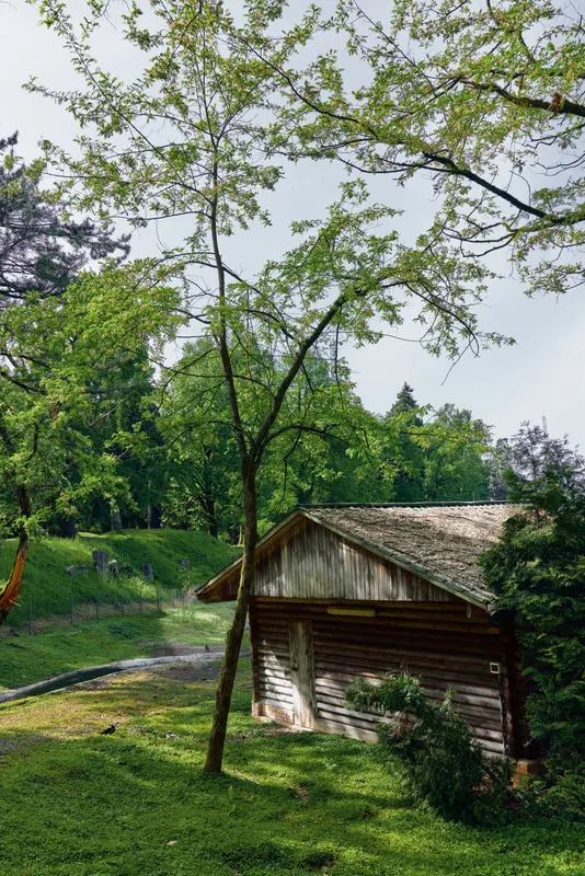 Cabin wooden tree countryside meadow forest scene with rustic shed among lush greenery and sunlight, peaceful rural landscape with winding path, foliage and cozy homestead atmosphere.