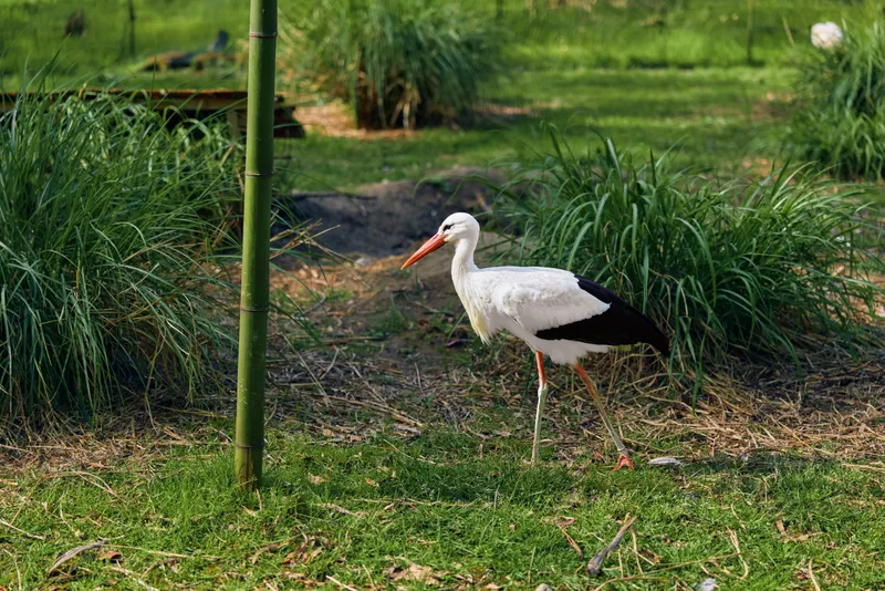 Stork bird white with long beak and thin legs walking on grass in a nature wetland under soft daylight near reeds, closeup side view of calm outdoor wildlife habitat and feeding posture.