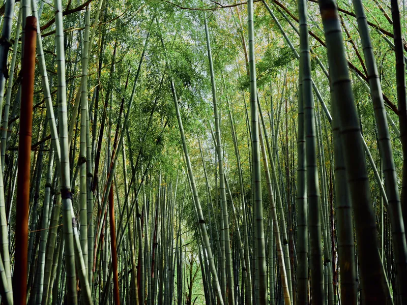 Bamboo forest grove with tall green stalks and dense foliage, nature scene of vertical trees creating a serene pathway and layered canopy in a tranquil woodland setting.