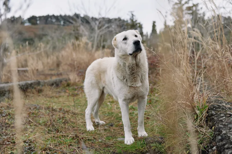 Dog standing in a natural field with tall grasses, white fur and attentive gaze, outdoor scene showcasing calm and alert canine in a rural landscape