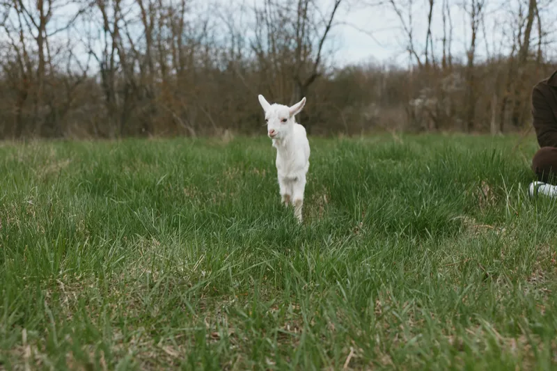 Goat kid running across a sunlit field, outdoors scene with lush grass and distant trees, candid lifestyle moment, gentle breeze, natural tones, peaceful countryside ambiance