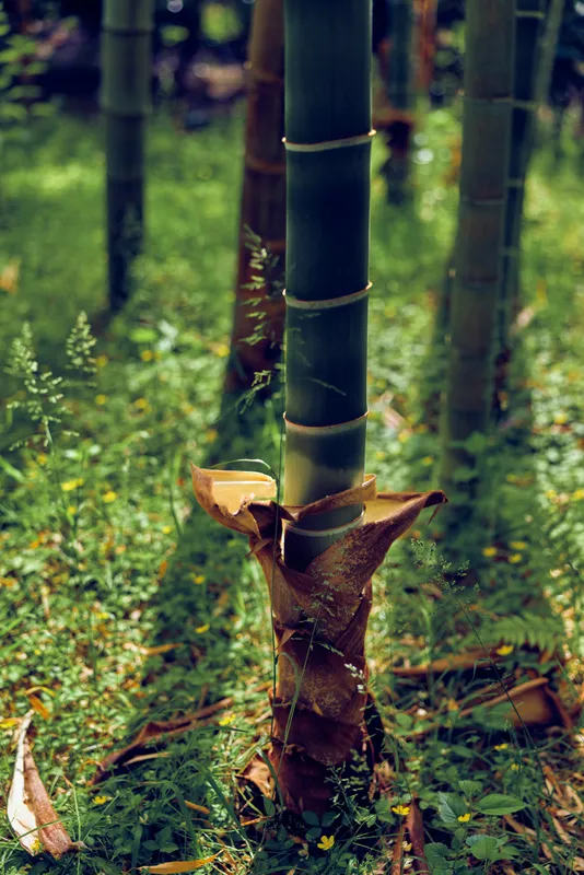 bamboo shoot forest stalk green grove with young bamboo sprout emerging from leafy ground, sunlight filtering through tall culms, natural growth and serene woodland understory