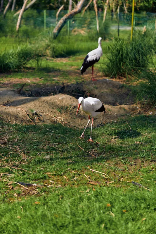 Stork bird wildlife grassland beak longlegs nature wetland, two white storks foraging in green meadow near shallow pond and tall grass, feeding pose and elegant standing profile.
