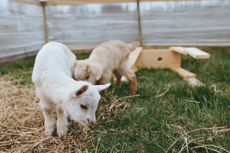 Two young goats explore a grassy enclosure with wooden structures in a natural outdoor setting during a calm day on a small farm.