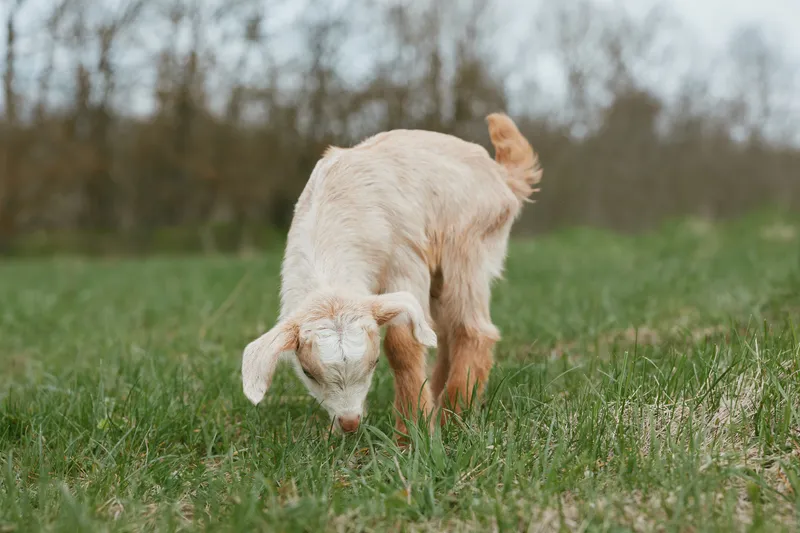 A curious goat kid grazes in a green field, capturing a simple farm moment outdoors, centered on nature, animal life, and rural lifestyle with gentle sunlight.