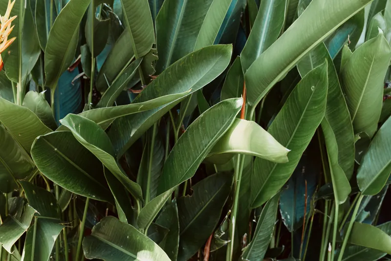 Close-up of large green tropical leaves with smooth texture and natural light, showcasing dense foliage and vibrant plant life in a lush garden environment.