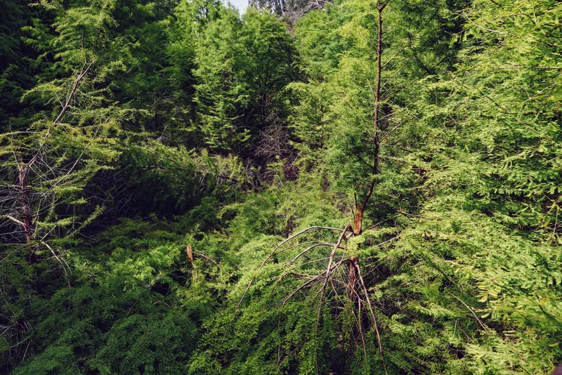 Forest canopy of green trees with dense foliage and leaves, aerial view of woodland nature with branches and sunlight creating a lush, tranquil outdoor landscape.