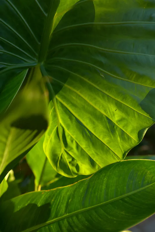 Closeup of vibrant tropical leaves, vivid green tones, sunlit veins, soft shadows, organic texture, nature motif, fresh outdoor scene, serene and minimalist mood, plant photography