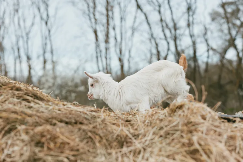 goat kid farm animal A curious goat kid explores a hay mound on a calm farm, capturing a natural outdoor moment that highlights rural lifestyle and the simple bond between animals and their