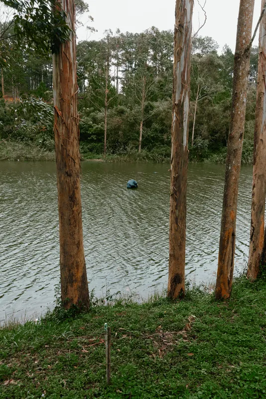Tranquil landscape featuring a serene lake surrounded by tall trees reflecting nature s beauty, ideal for relaxation and meditation