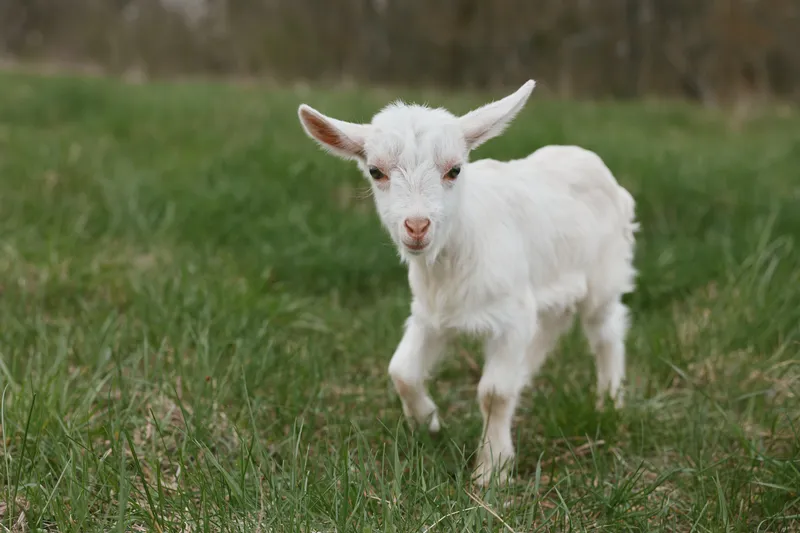 Goat kid walking across a grassy pasture in natural light, capturing rustic countryside charm and playful innocence, perfect for lifestyle farming, rural living, and outdoors mood, suited for