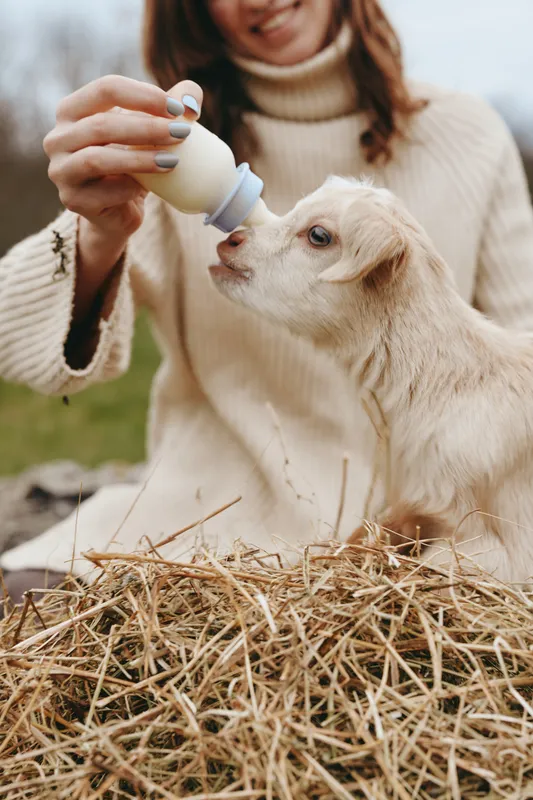 Close-up of a woman feeding a young goat with a bottle, beige sweater, straw background, lifestyle imagery, animal care, maternal bond, warm lighting, farm setting, calm mood, everyday moments