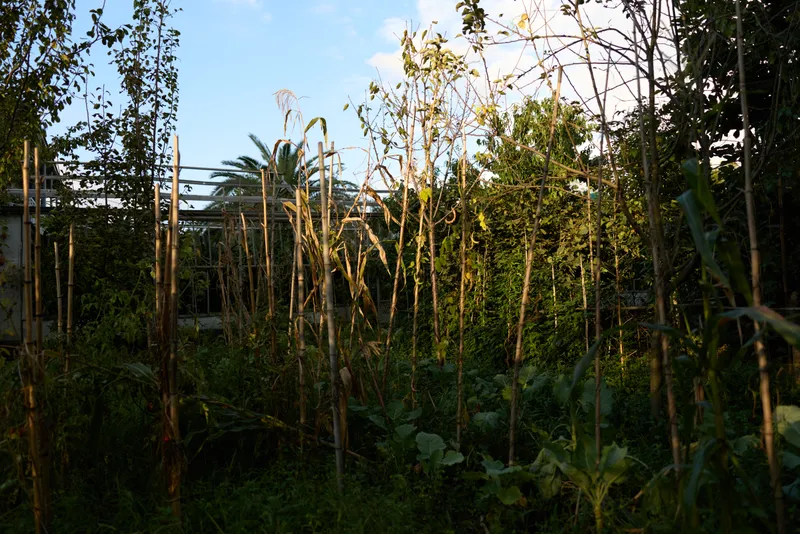 Overgrown garden with dried stalks and a palm tree lit by late afternoon sun, sunlit vegetation around a backyard fence and wild plants in an untended garden plot.