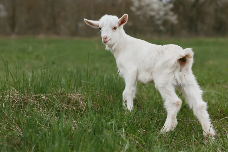 Goat kid standing in a grassy field, curious and alert, outdoors in a rural landscape, capturing a simple countryside moment with natural light and calm, wholesome mood.