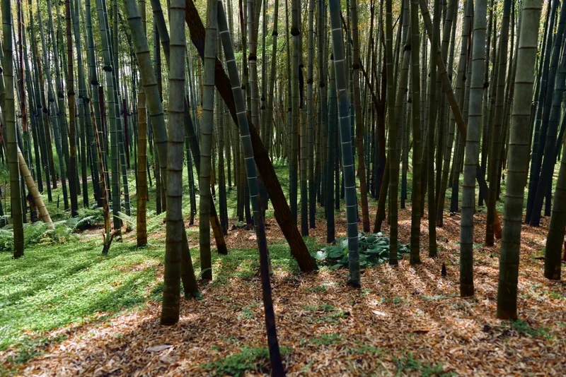 Bamboo forest with tall trunks, green foliage and sunlight filtering through leaves, casting long shadows on moss and fallen leaves, serene nature scene and narrow pathways between stalks