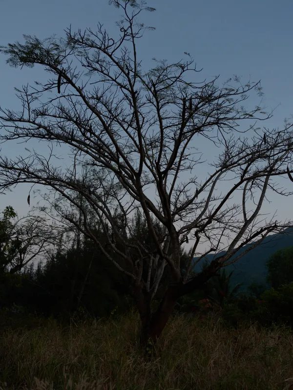 Bare tree silhouette at dusk with dark branches against a clear blue sky in a natural outdoor setting during autumn season