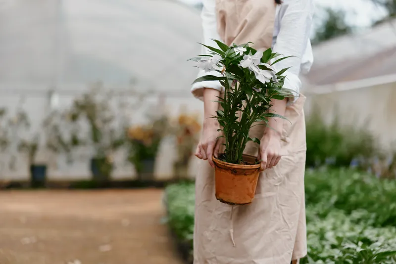 A woman in an apron holds a potted plant in a greenhouse, surrounded by greenery, embodying a serene gardening experience with a focus on nurturing nature and growth