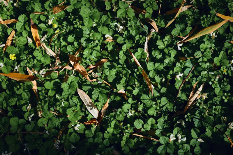 Groundcover clover leaves sunlight shadow foliage on forest floor with scattered dry brown leaves, green plant texture and natural pattern for botanical detail and nature background.