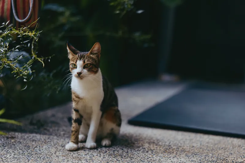 Cat tabby pet sitting outdoor portrait on textured concrete floor near potted plants, domestic short hair looking attentive with natural light and shallow depth of field.